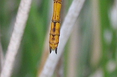 Parliamo di: Scheda Sympetrum striolatum